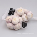 5.5 cm Factory normal White Fresh Garlic Price  bulk garlic for sale garlic from China
